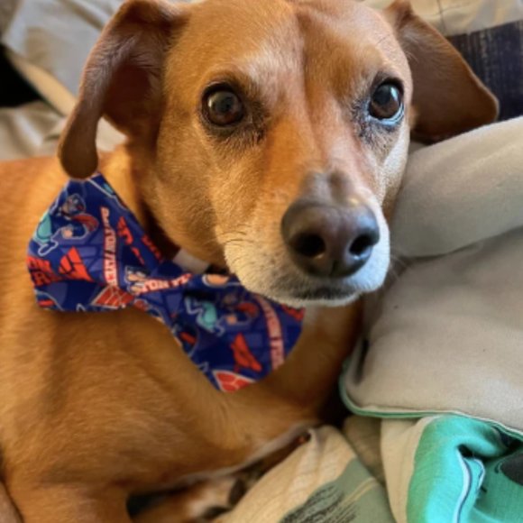 Dayton Dog Bow Tie‎ - Picture 4 of 4